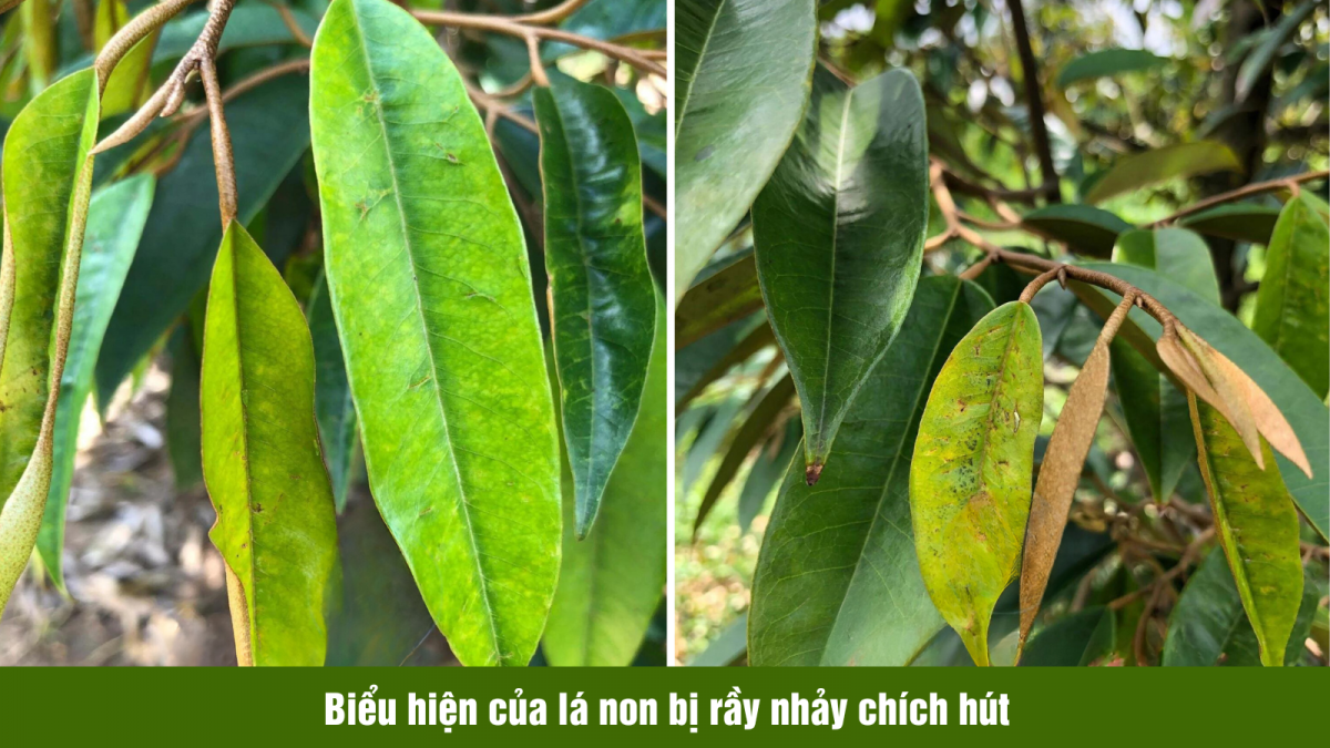 RẦY XANH VÀ RẦY NHẢY TRÊN CÂY SẦU RIÊNG: NHẬN BIẾT, GIAI ĐOẠN GÂY HẠI ...