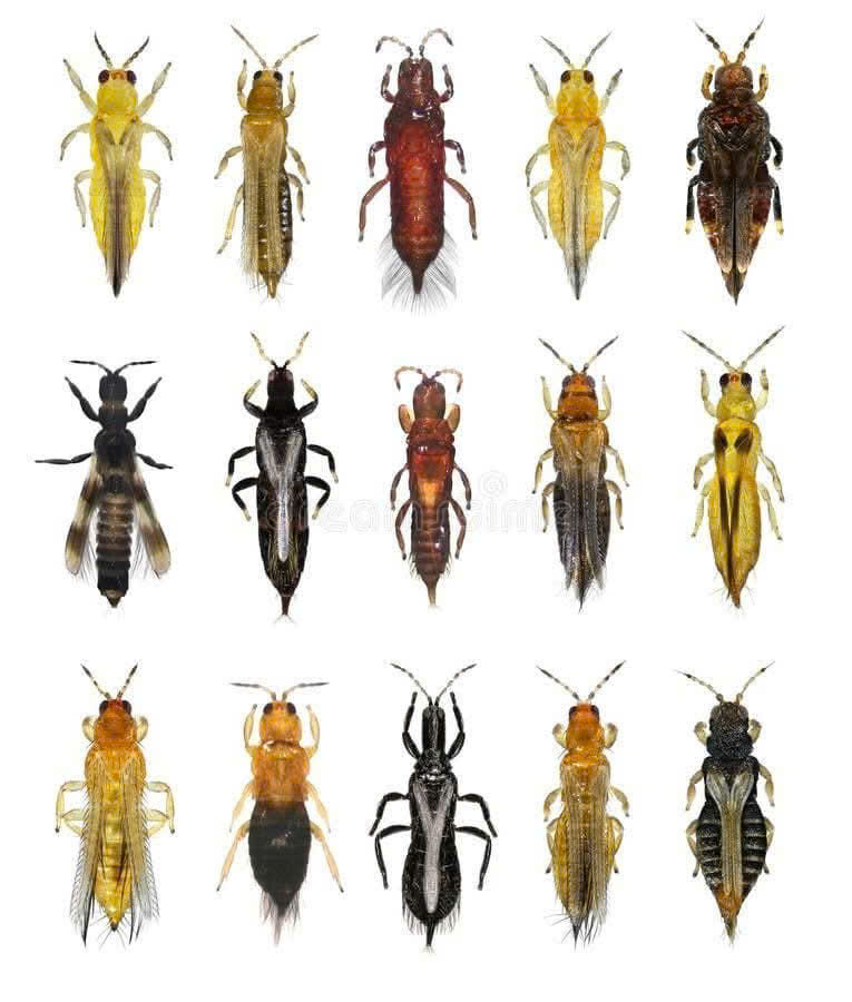 Lây truyền vi rút & mất năng suất