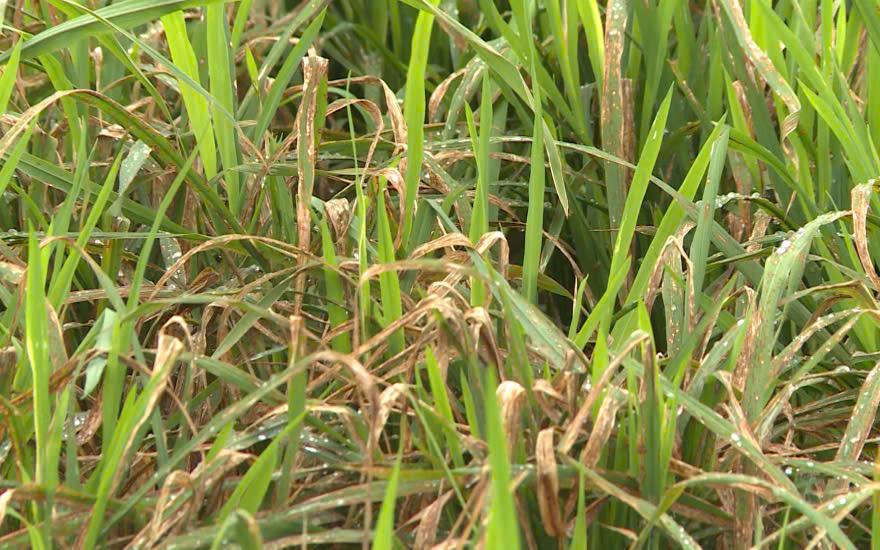 PHUN HOÀI KHÔNG DỨT`